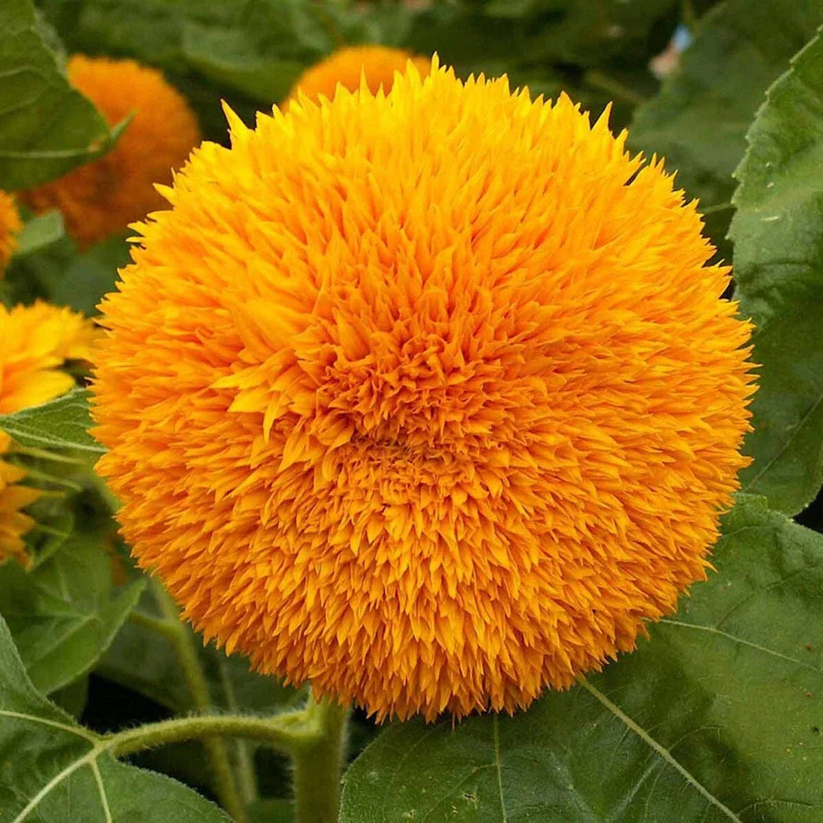 Dwarf Sungold Sunflower Seeds 1/4 Lb Mylar Packet Helianthus annuus Non-GMO Wildflower Seeds for Garden