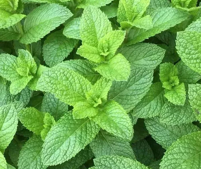 Spearmint Seeds 500++ Non-GMO Heirloom Mentha spicata for Culinary and Gardening Use