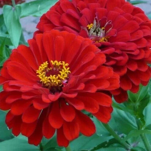 Zinnia Flower Seeds 100+ Red Annuals Will Rogers Zinnia (Zinnia elegans) for Vibrant Gardens and Pollinator Attraction