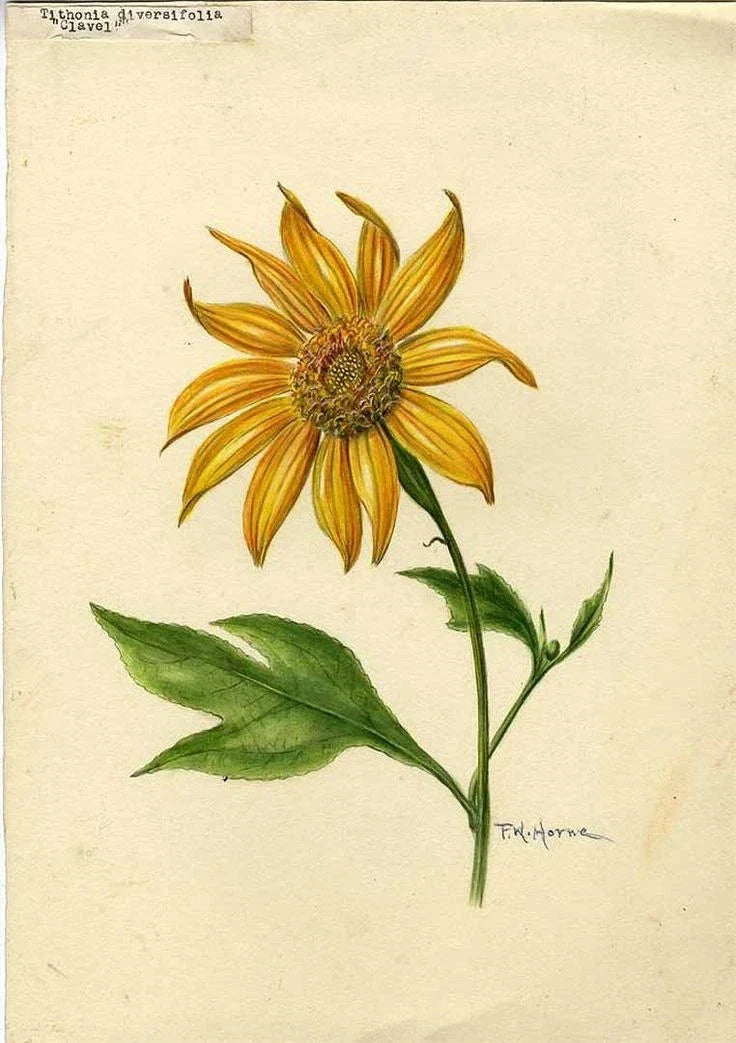 Organic Mexican Sunflower Cuttings - 5 Healthy Plant Cuttings - Tithonia Diversifolia - Perfect for Garden or Container