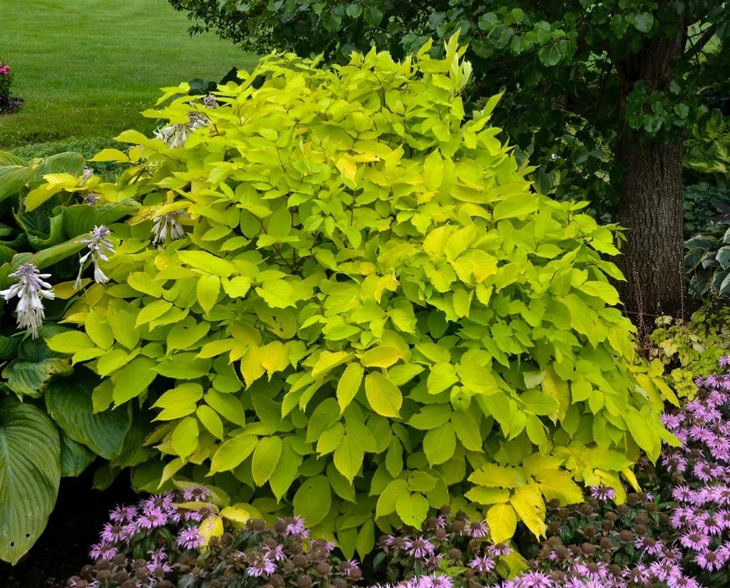 Live Plant Starter - Aralia 'Sun King' - Japanese Spikenard - Yellow-Green Foliage - Aralia cordata - Shade Plant