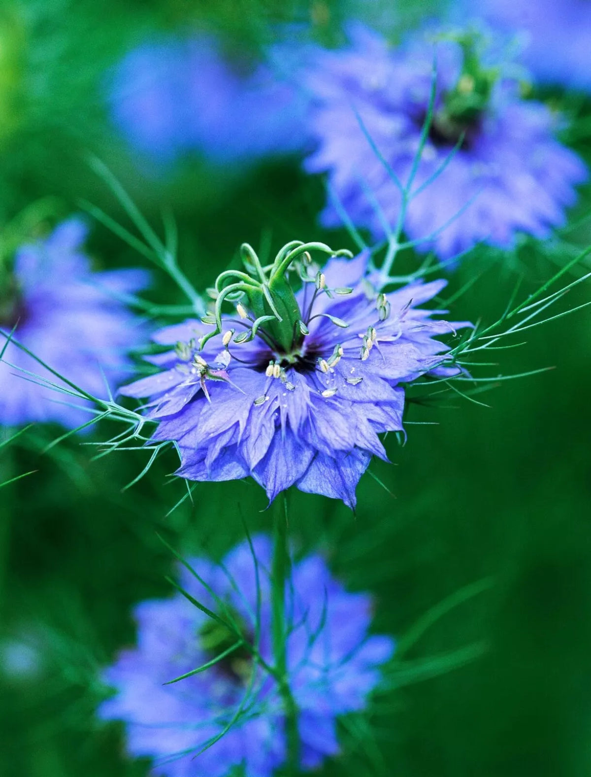 Nigella Seeds, 100 Count, Double Blue Variety, Love-in-a-Mist (Nigella damascena) for Cutting Gardens
