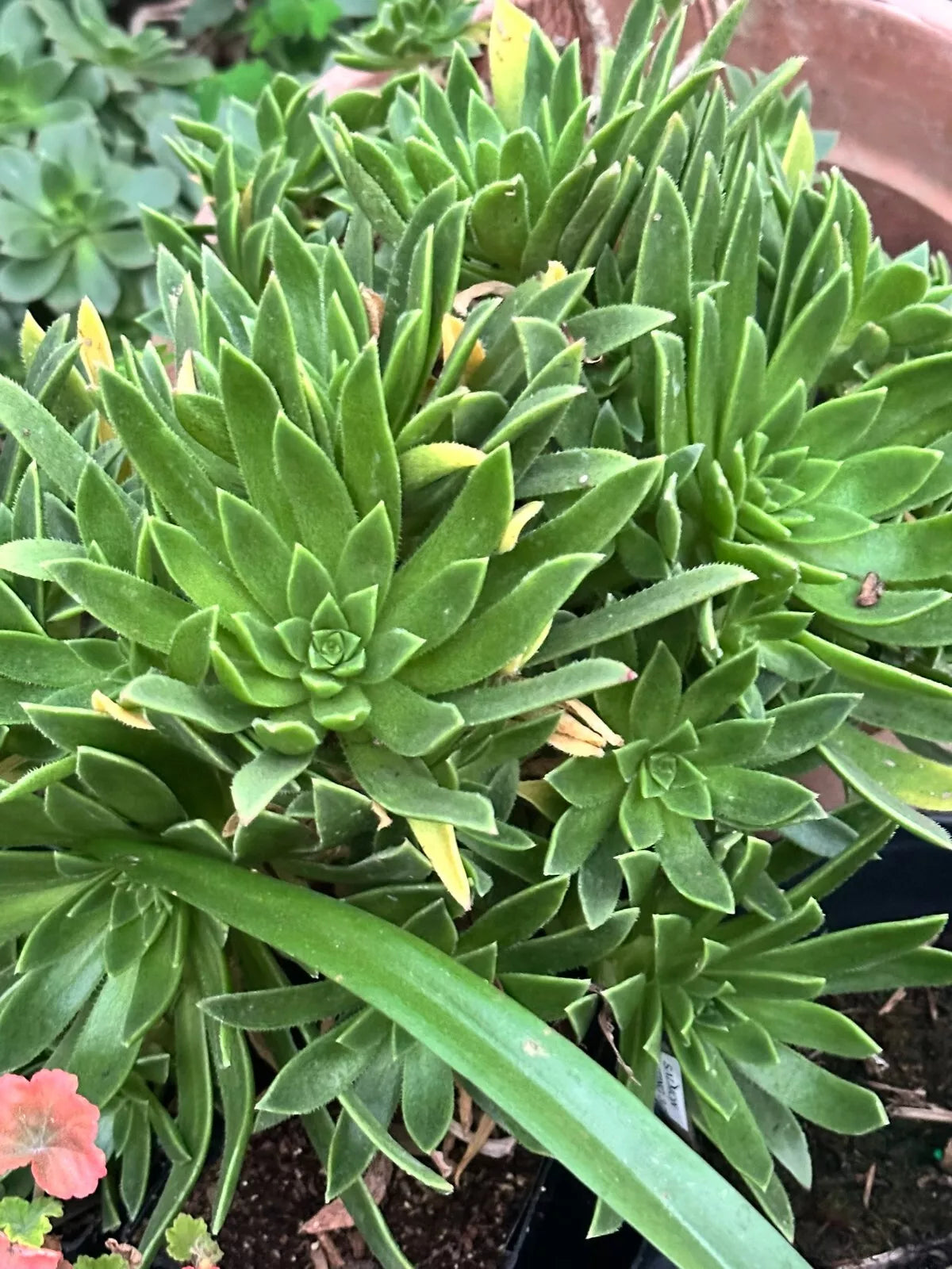 Succulent 2" Aeonium Simsii Green Live Plant - Dense Clumps, Yellowish-Green Rosettes - Aeonium simsii