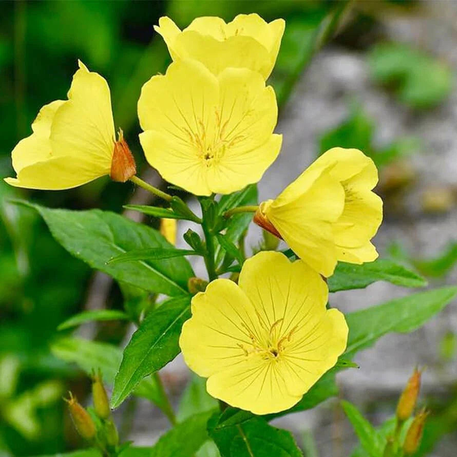 Yellow Evening Primrose Seeds | Non-GMO Flower Seeds | Oenothera biennis | Premium Garden Planting Supplies