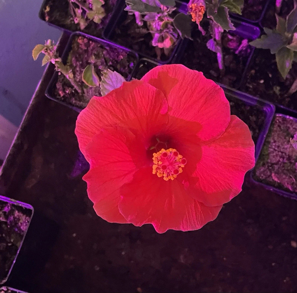 Red Hibiscus Rooted Cuttings - 2 Live Plants - Hibiscus rosa-sinensis - Vibrant Red Blooms - Tropical Garden Decor