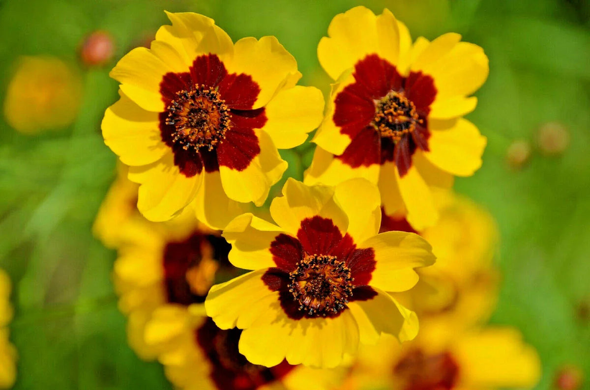 Dwarf Plains Coreopsis Seeds - 2000+ Edible Medicinal Wildflower Seeds - Native Tickseed (Coreopsis tinctoria)