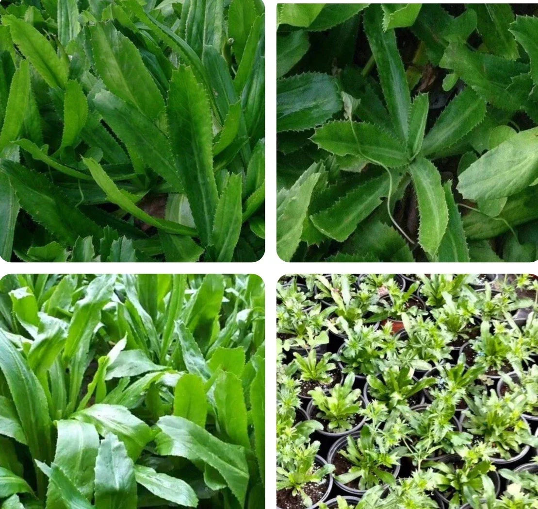 Culantro Seeds - 500+ Seeds Mexican Coriander Ngò Gai Eryngium foetidum - Aromatic Culinary Herb for Garden