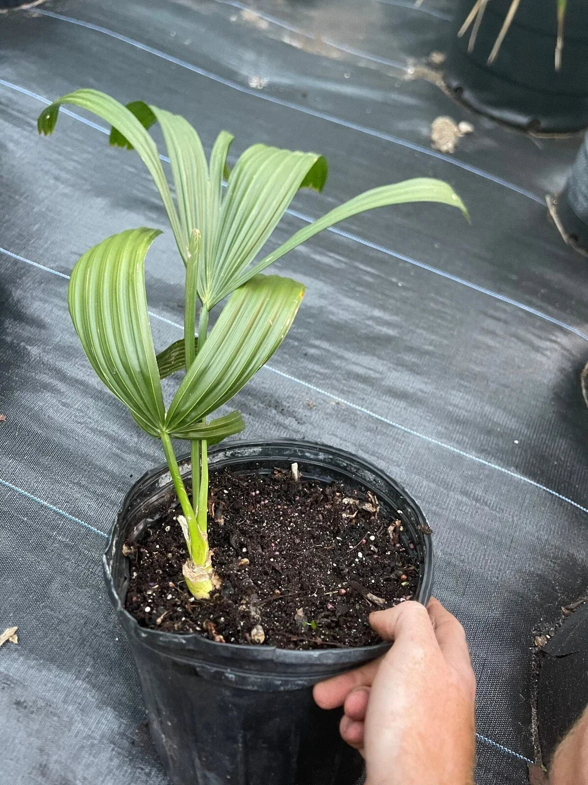 Corypha Umbraculifera Talipot Palm - 3 Gallon Fully Rooted Tropical Plant - Rare Elegant Fan-Shaped Leaves