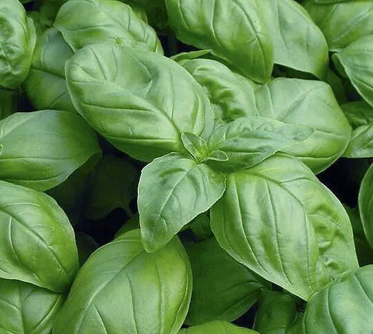 Genovese Basil Seeds 1000+ Heirloom NON-GMO Ocimum basilicum - Perfect for Cooking & Container Gardening - Free Shipping USA