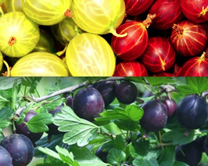 Gooseberry Cuttings - 30 Total - 10 Varieties - Ribes uva-crispa - Ideal for Home Gardens and Small Orchards