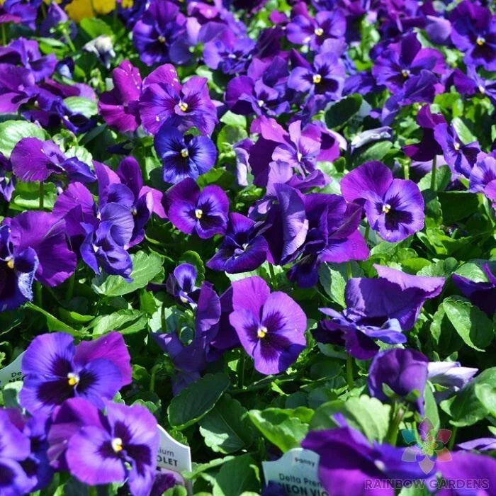 Neon Violet Pansy Seeds 200+ Count - Viola tricolor var. hortensis - Non-GMO Flower Seeds for Garden Planting - USA