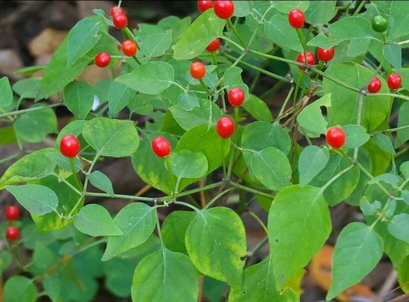 Tepin Pepper Seeds - 30+ Seeds - Pequin/Birds Eye - Capsicum annuum var. glabriusculum - Spicy Home Garden Variety