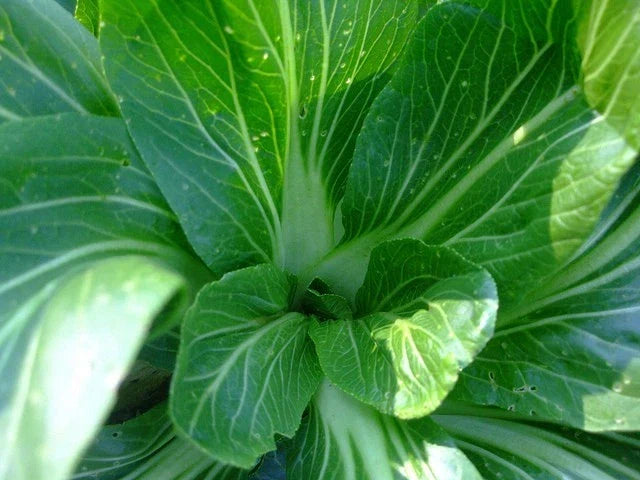 Feng Qing Choi Seeds - 100 Pack - Chinese Green Vegetable - Brassica rapa var. chinensis - Heat Tolerant, Non-GMO