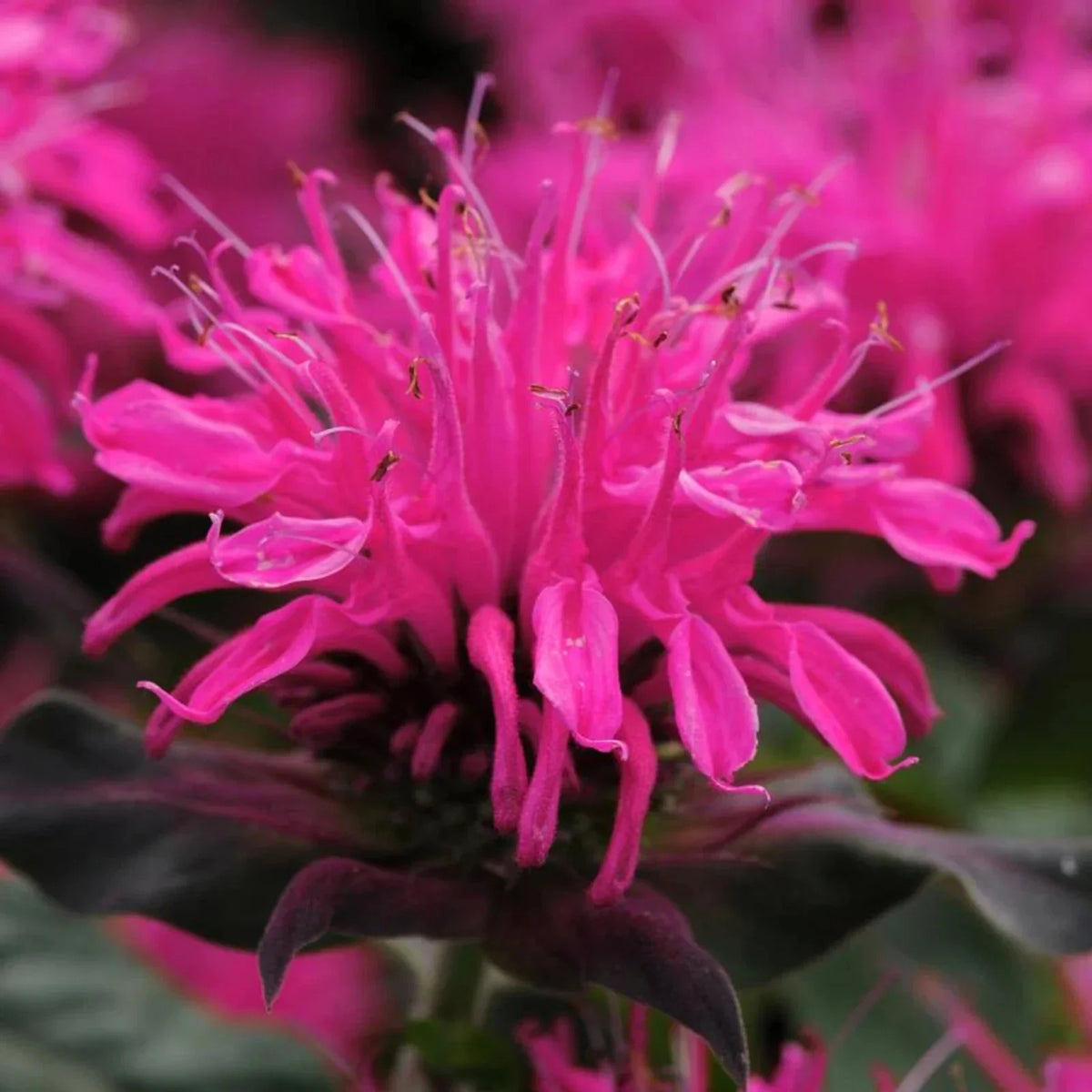 Rose Bee Balm Seeds - 100 Pack, Hummingbird Attracting Flowers, Monarda didyma, Vibrant Rose Color, Perennial Pollinator Plant
