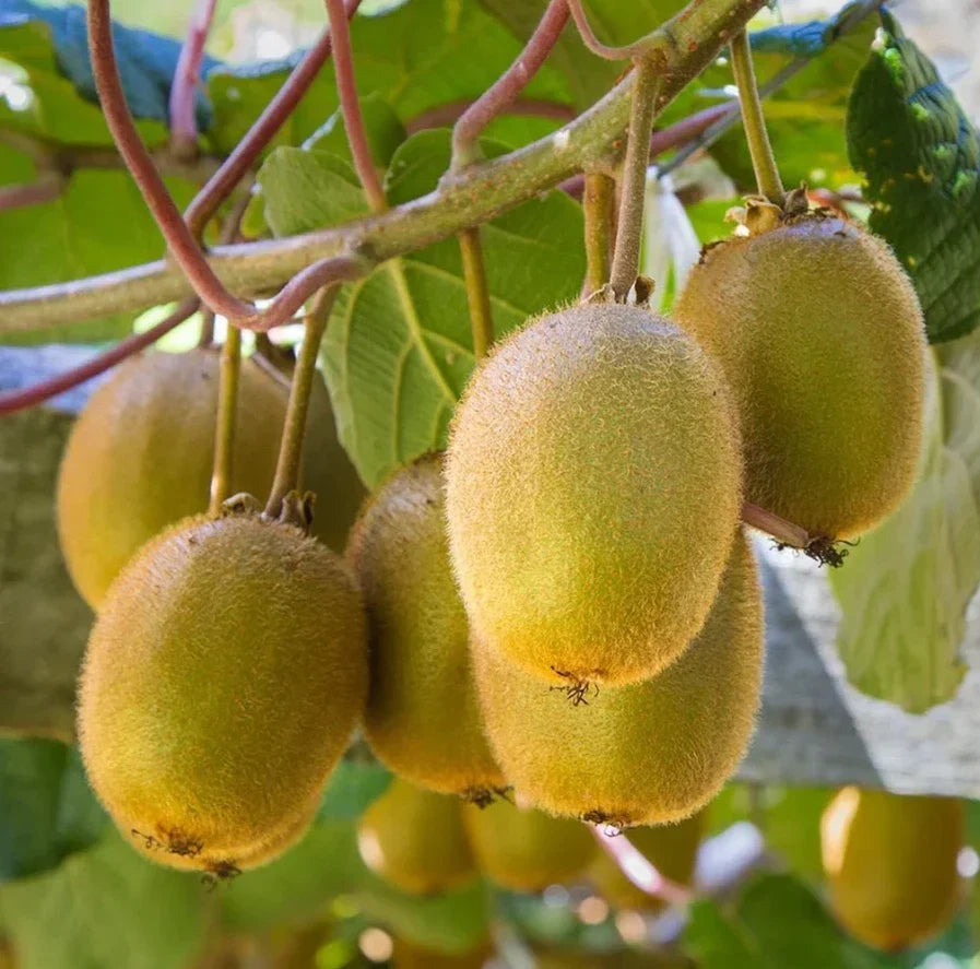 Set of 2 Live Kiwi Trees - Prolific Variety - Soil-Wrapped Roots - Actinidia deliciosa - 4-6 Inches Tall
