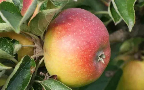 Court Pendu Plat Apple Seeds - 25+ Heirloom Seeds for Garden - Malus domestica - Unique Flavor for Home Orchards