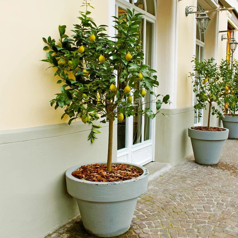 Meyer Lemon Tree 8-14" Live Plant in 10" Pot, Citrus × meyeri, Indoor Citrus, Compact Lemon Tree for Home Gardening