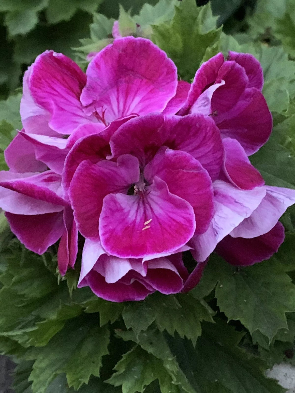 Live Pelargonium Plant in Pot - Rare Purplish Pink Geranium - Pelargonium hortorum - Indoor/Outdoor Houseplant - 8 Inch