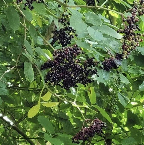 European Black Elderberry Tree Seeds - 300+ Organic Non-GMO Heirloom - Sambucus nigra - Attracts Wildlife and Supports Biodiversity