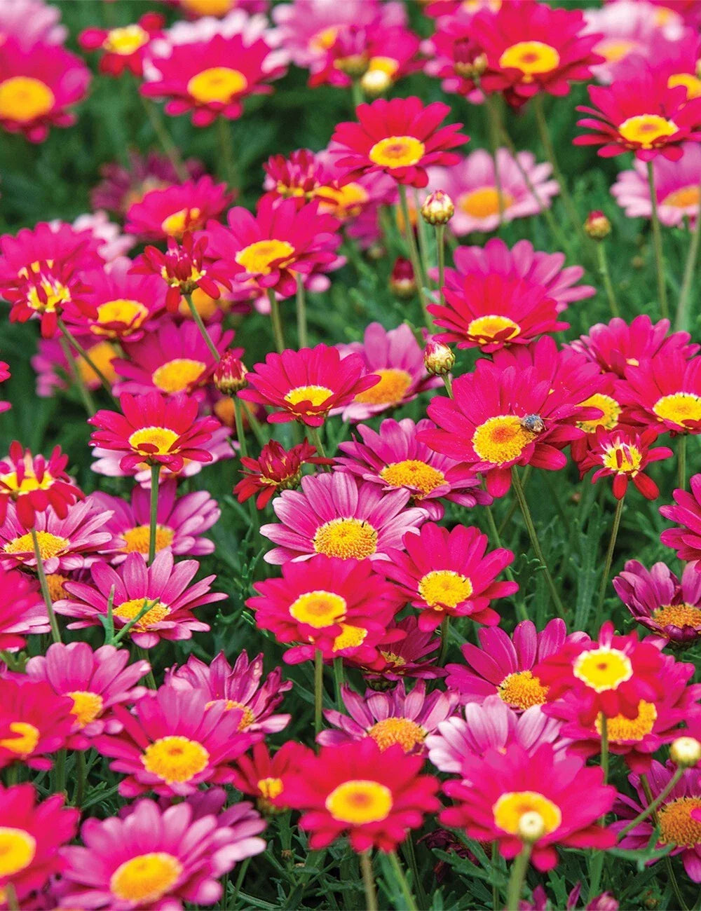 Bright Pink Marguerite Daisy Seeds - 200+ Pack - Leucanthemum x superbum - Non-GMO Garden Flower Seeds - USA