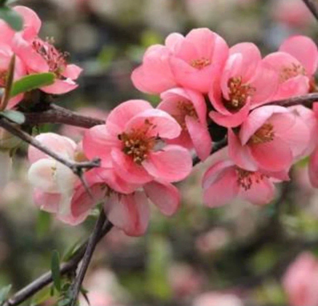 Pink Flowering Quince Tree Sapling - Bare Root Live Plant - Chaenomeles speciosa - Vibrant Pink Blossoms for Gardens