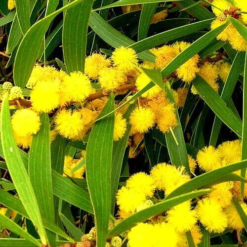 Formosan Koa Tree Seeds - 10 Count - Acacia confusa - Fast Growing Exotic Plant for Tropical Gardens