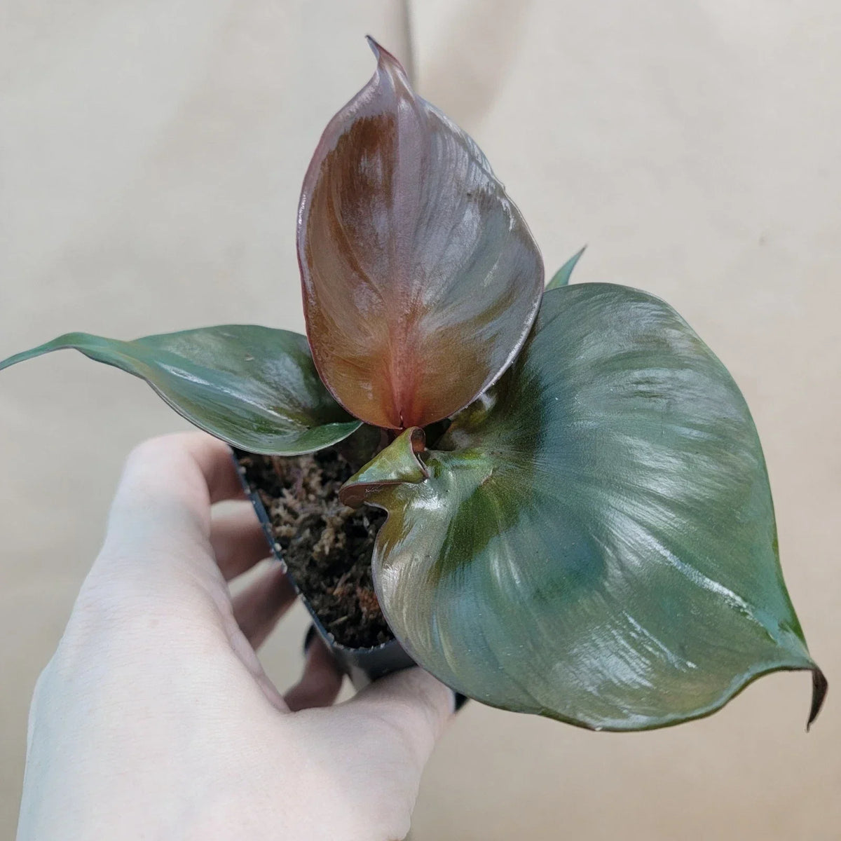 Rare Philodendron Red Heart Plant - 3” Live Houseplant - Philodendron erubescens - Unique Heart-Shaped Foliage