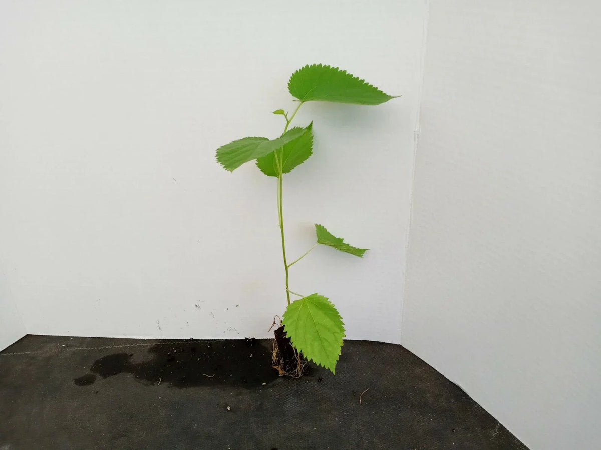 Dwarf Everbearing Mulberry Trees - 2 Starter Plants - Morus nigra - Organic Edible Berries - Perfect for Small Spaces