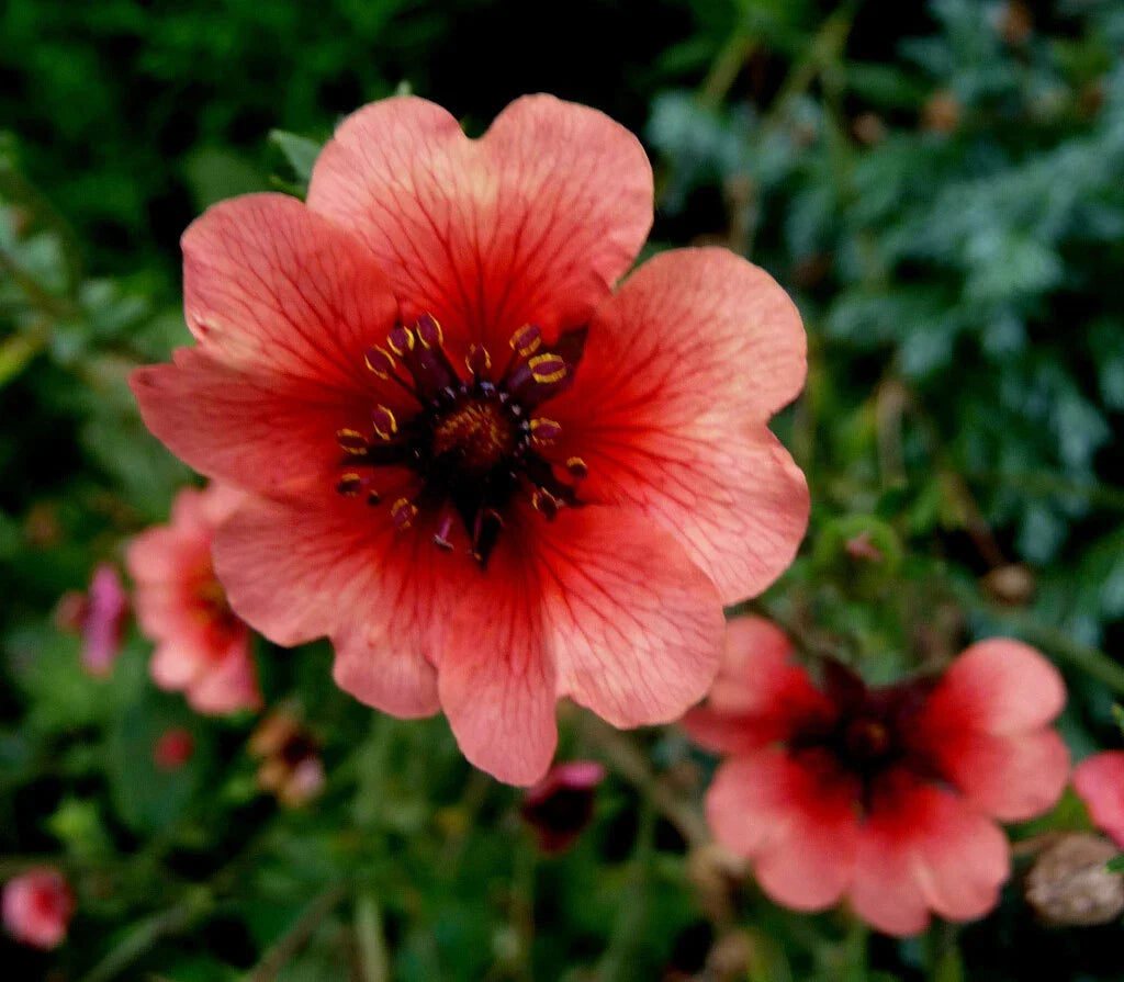 Potentilla Seeds - 500 Seeds - 'Melton Fire' Deep Pink Perennial - Potentilla fruticosa - Attracts Pollinators, Blooms Summer