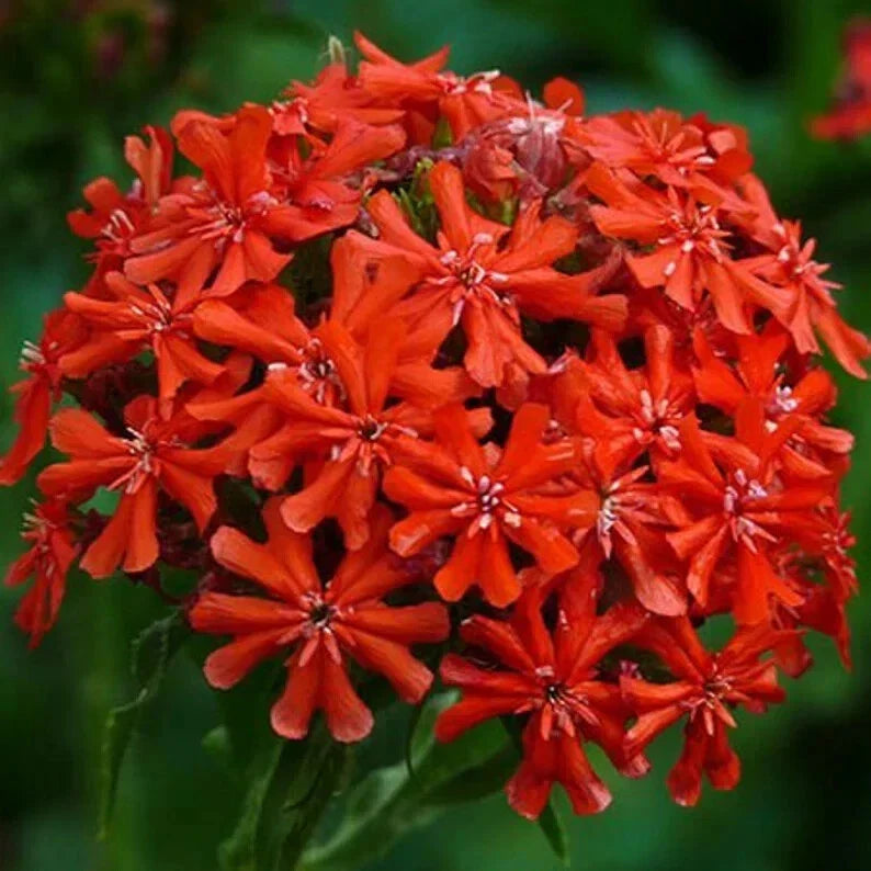 Burning Love Perennial Seeds - 50 Organic Red Lychnis Chalcedonica Seeds - USA Grown, Attracts Pollinators, Free Shipping
