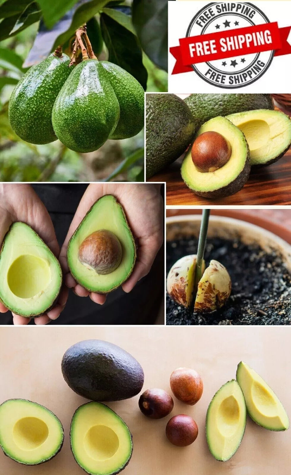 Hass Avocado Seeds 5-Pack Easy Grow Persea americana for Home Gardening, Glossy Green Leaves, Fruit-Bearing Potential