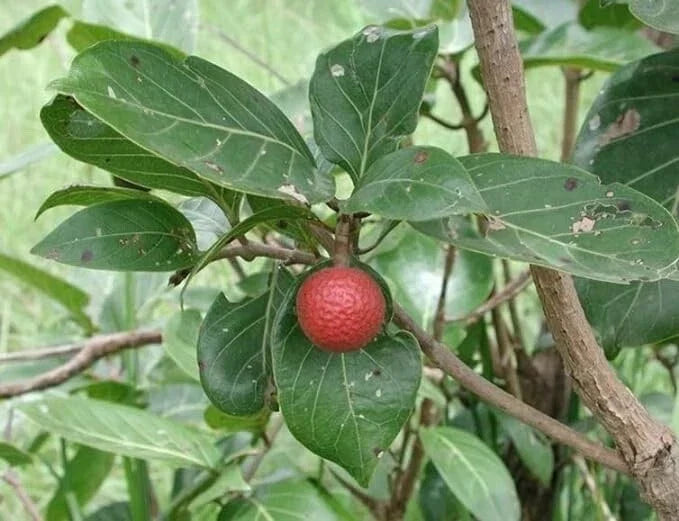 African Red Peach Tree Seeds - 20 Pack for Planting - Nauclea latifolia - Unique Fruit-Bearing Ornamental Plant