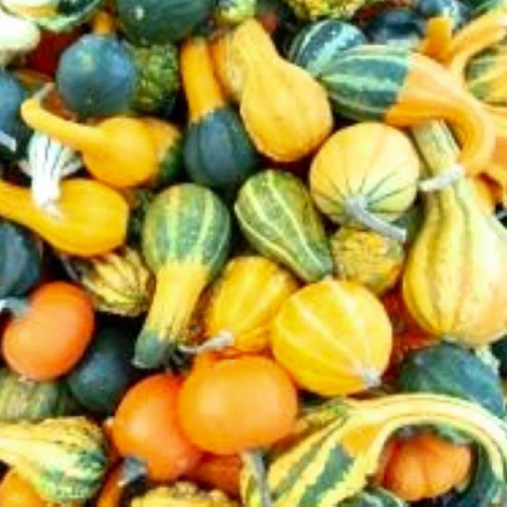 Small Mix Gourds Seeds - Heirloom Non-GMO Decorative Gourds - Cucurbita pepo for Fall Decor and Crafts