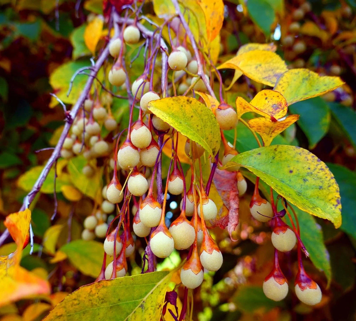 Japanese Snowbell Tree Seeds - 20 Pack - Ornamental Styrax japonicus - Fragrant White Flowers for Gardens