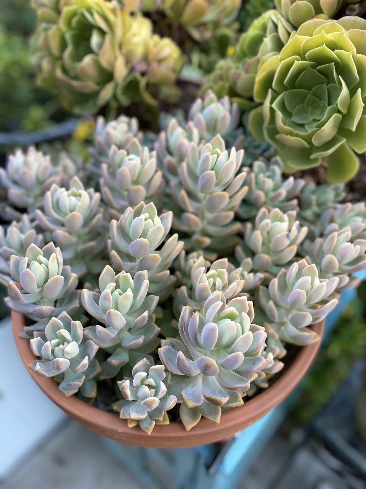 Graptopetalum Ghost Plant Cutting - Big Size - Succulent with Pale Blue-Green Leaves - Graptopetalum paraguayense
