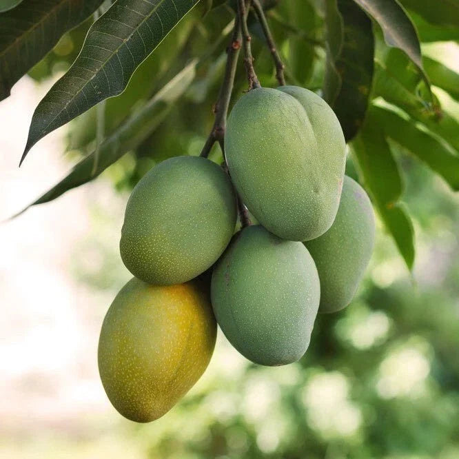 Grafted Ice Cream Mango Seedling - 3G Pot - Mangifera indica - Live Fruit Plant - Tropical Mango Variety