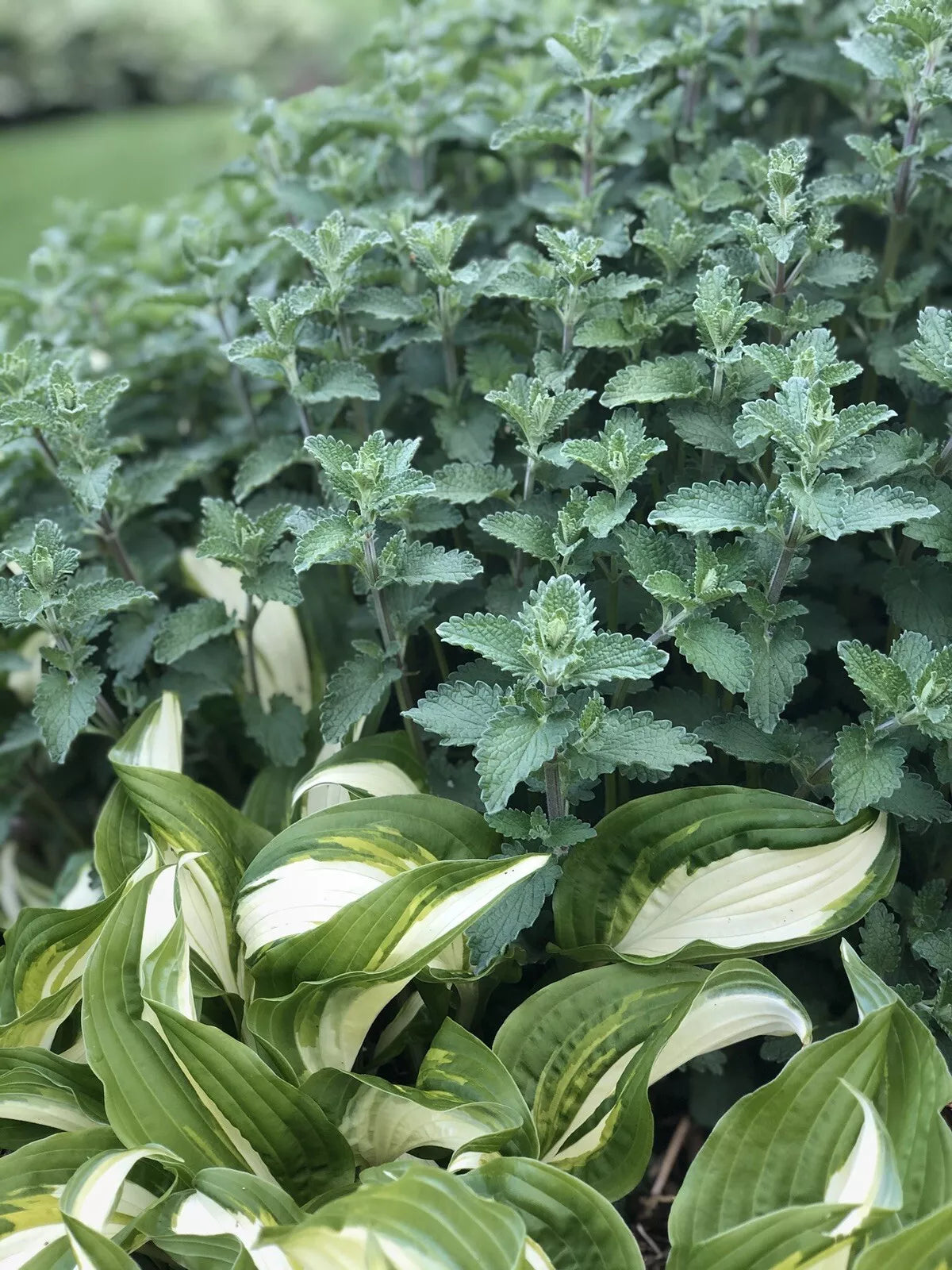 Catmint Herb Live Plants - 3 Rooted Plants - Nepeta cataria - Aromatic, Drought-Tolerant, Pollinator-Friendly