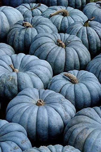 Blue Pumpkin Seeds 100 Count | Exotic Blue Jarrahdale Variety | Heirloom Seeds | Cucurbita maxima