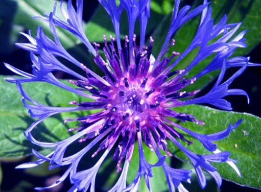 Blue Bachelor Button Plant - Starter Size - Centaurea cyanus - Deep Blue Flowering Herbaceous Perennial for Garden