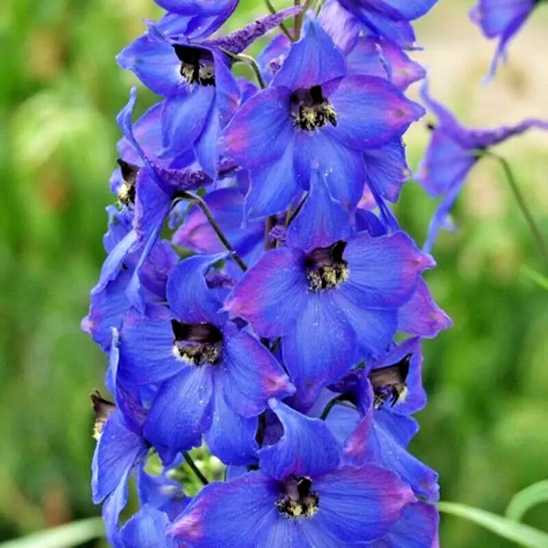 Penstemon Seeds - 200+ Hummingbird Mix - Pollinator Friendly Perennial Flower - Penstemon spp.