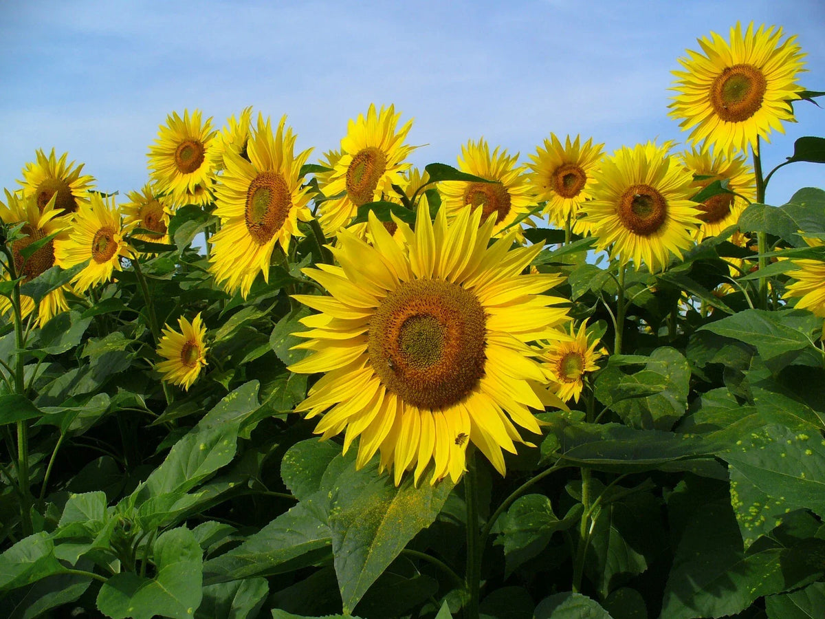 Sunflower Seeds 30 Count Mammoth Grey Stripe Helianthus annuus Giant Flowering Non-GMO Garden Seeds for Pollinators