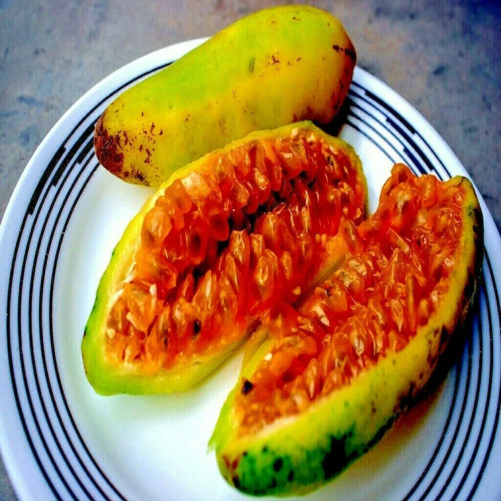 20 Banana Passionfruit Seeds, Fast Flowering Vine, Passiflora Mollissima, Tropical Edible Fruit Seeds