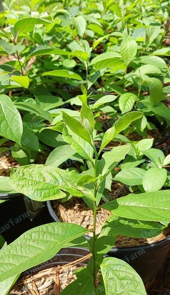 Persimmon Trees 3 Pack Seedlings American Native Diospyros Virginiana for Home Garden, Fruit & Foliage