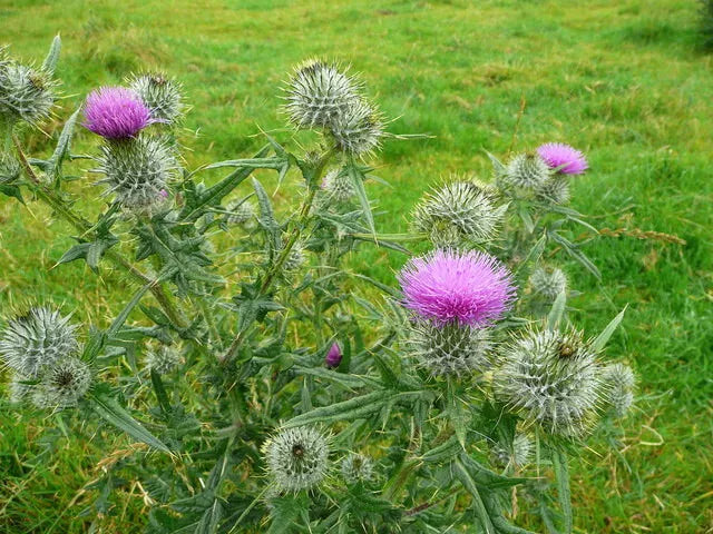 Spear Thistle Seeds - 200+ Pack - Cirsium vulgare - Attract Pollinators - Hardy Garden Plant - USA