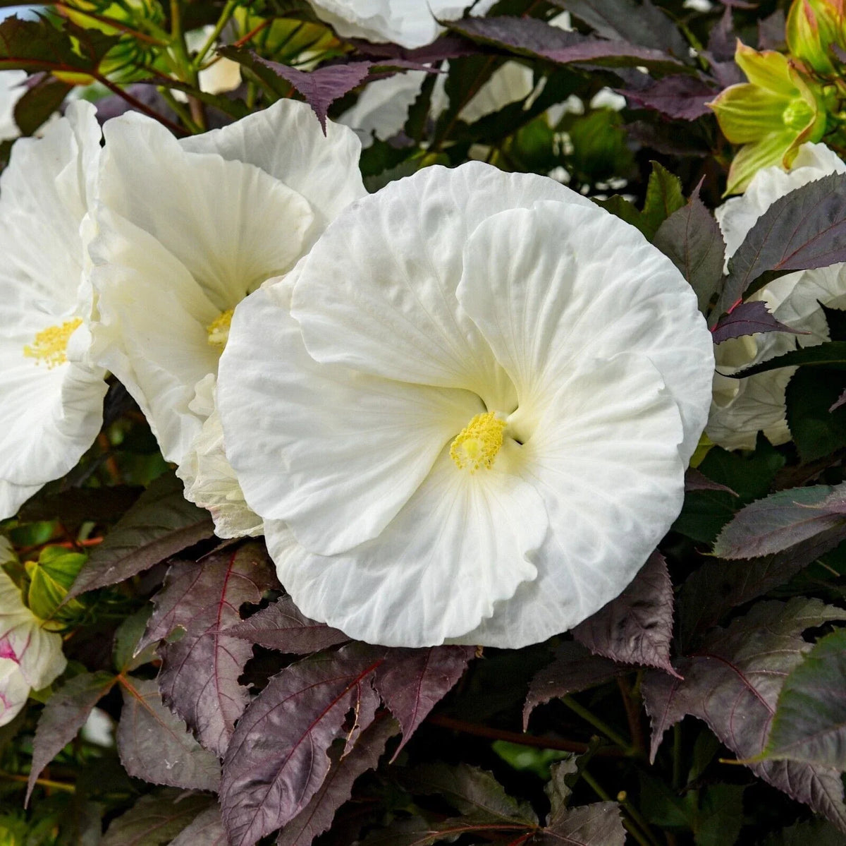 Hibiscus Plant 5.25" Pot Cookies and Cream Perennial Hibiscus hybrid - Vibrant Bicolor Blooms for Garden or Container