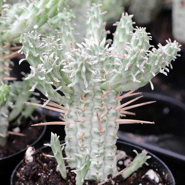 Euphorbia Mammillaris Variegata Succulent - 4" Rooted Indian Corn Cob Plant - Unique Green and Creamy Yellow Variety