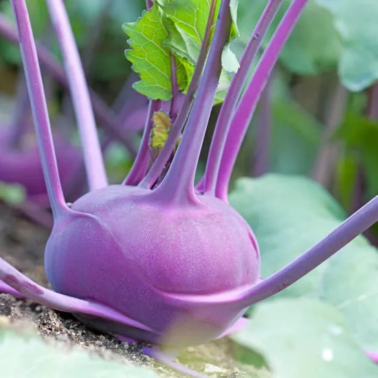 Kohlrabi Seeds 400 Count Early Purple Vienna Brassica oleracea Non-GMO for Home Garden Vegetable Growing
