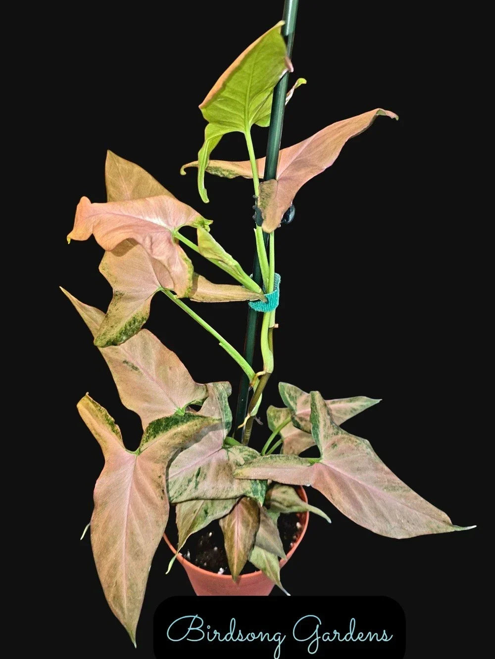 Syngonium Plant 4" Pot Pink Variegation Syngonium podophyllum "Mickey" Indoor Houseplant for Home Decor