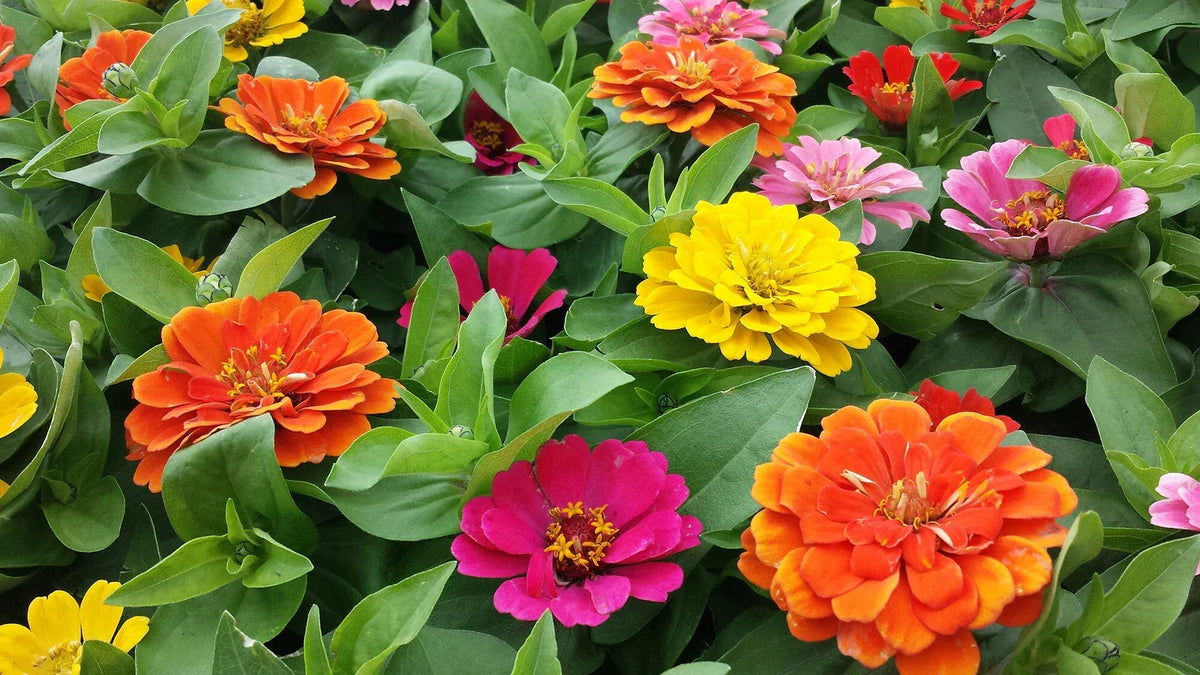 Zinnia Seeds 100 Count Short Stuff Mix Colorful Annual Flower Garden Seed Blend Zinnia elegans