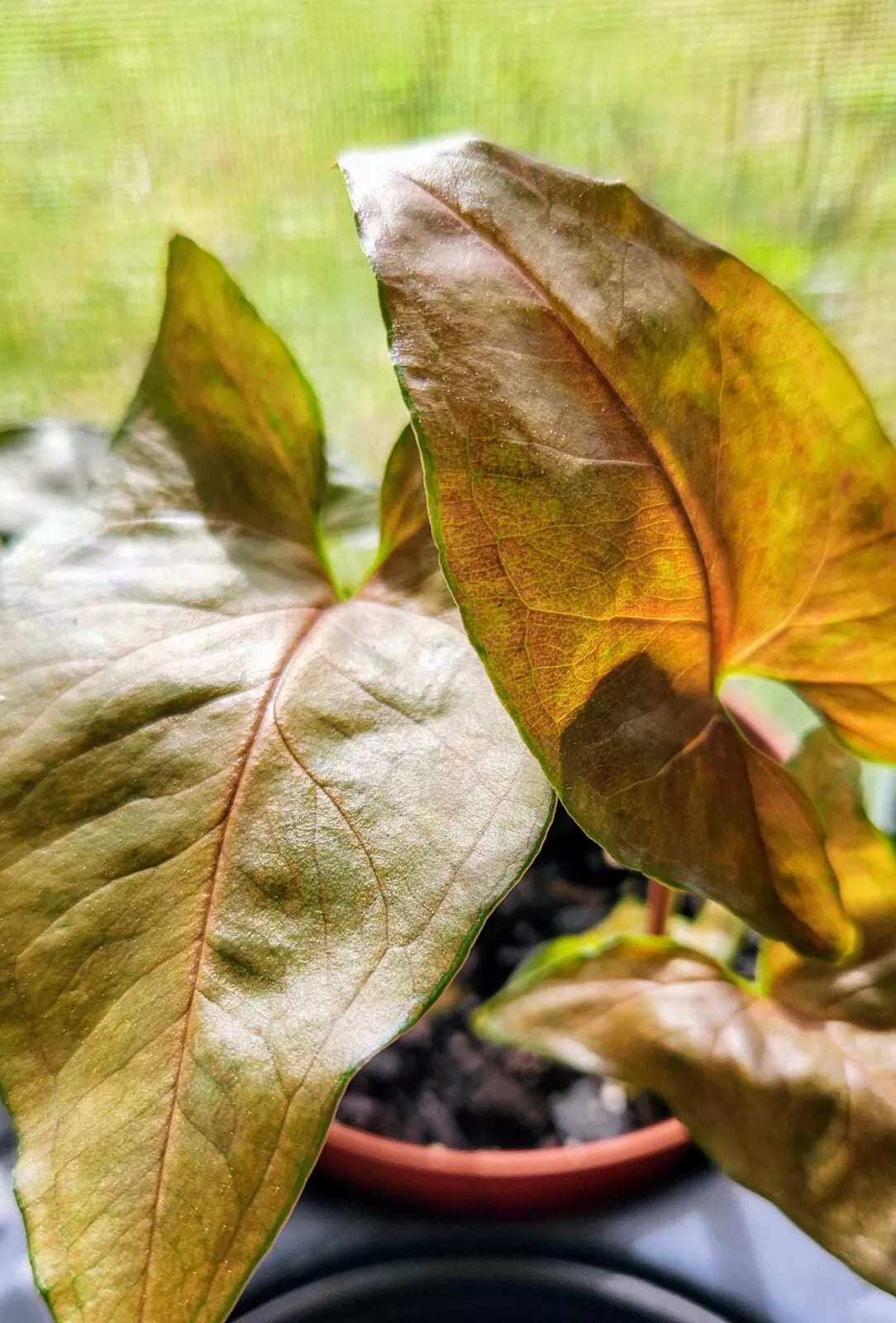 Syngonium Podophyllum Maria Bronze - Pink Brown Arrowhead Vine - Indoor Houseplant Starter Plant